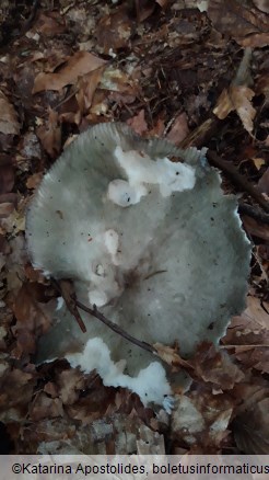 Russula aeruginea