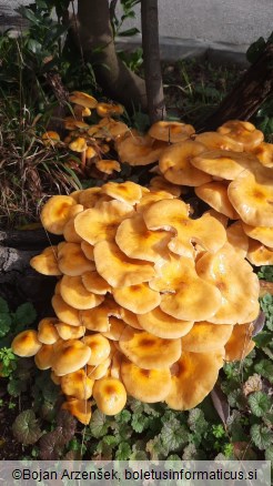 Armillaria mellea