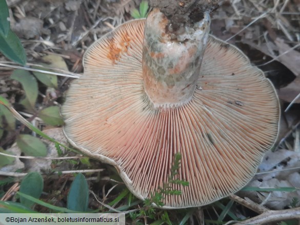 Lactarius quieticolor