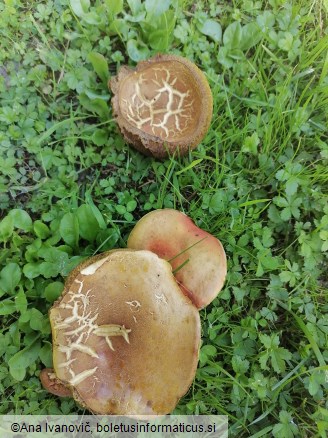Xerocomellus chrysenteron
