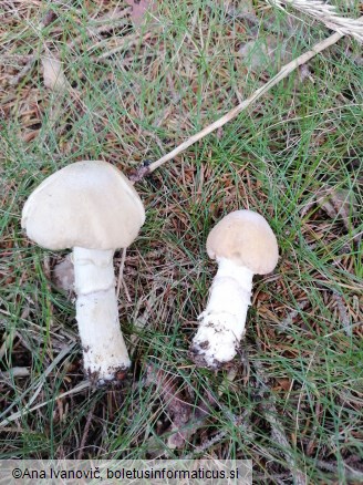 Cortinarius caperatus