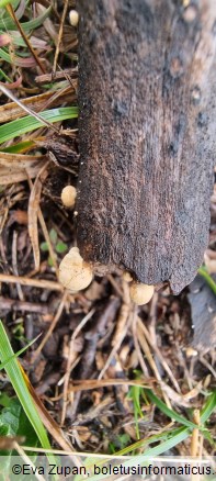 Simocybe haustellaris