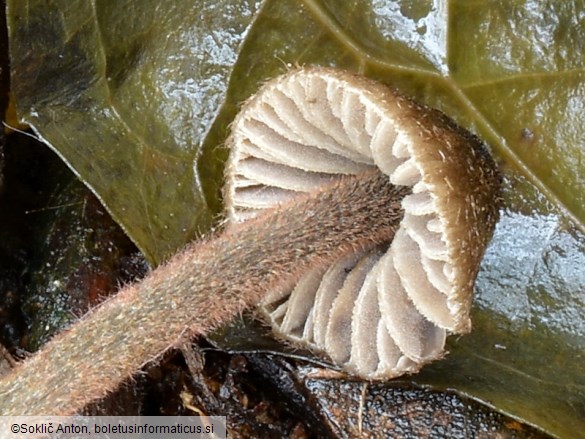 Entoloma strigosissimum