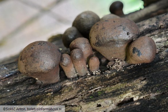 Daldinia vernicosa