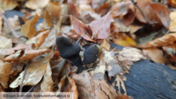 Xylaria polymorpha