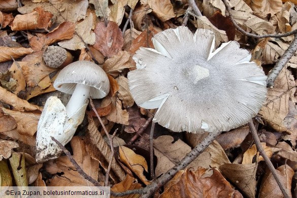 Amanita pseudoargentea