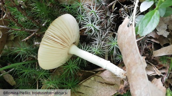 Amanita gemmata