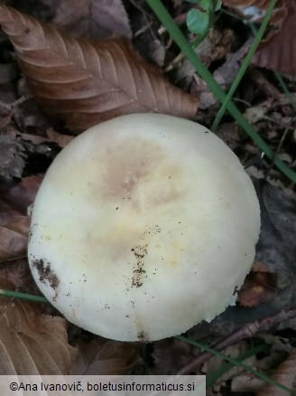 Russula violeipes