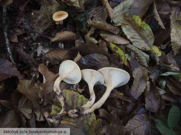 Paralepista flaccida