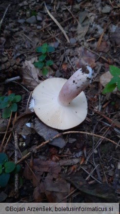 Russula sanguinaria