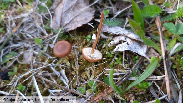 Strobilurus tenacellus