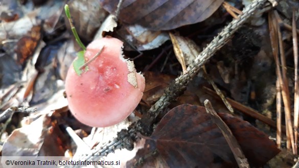 Russula emetica