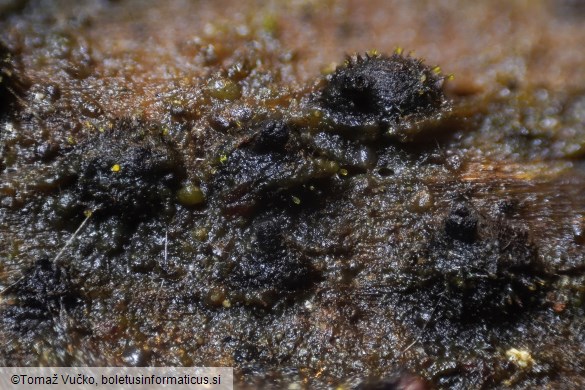 Lentomitella crinigera