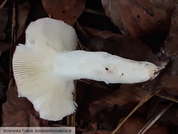 Russula silvestris