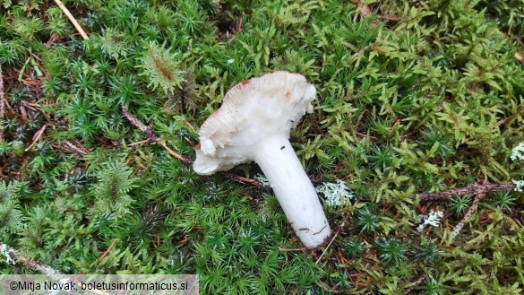 Russula vinosa