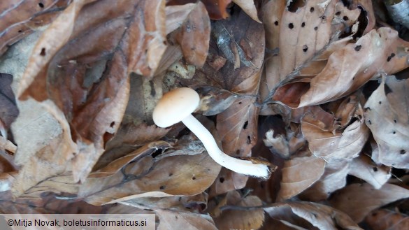 Hygrophorus unicolor