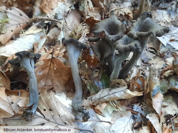 Craterellus cornucopioides