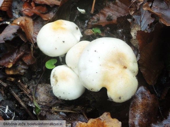 Hygrophorus lindtneri