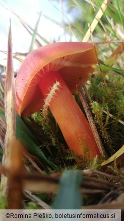 Hygrocybe punicea