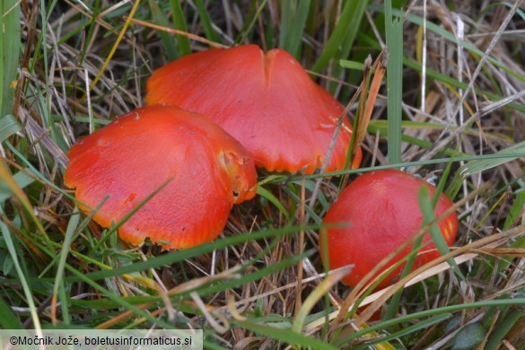 Hygrocybe coccinea