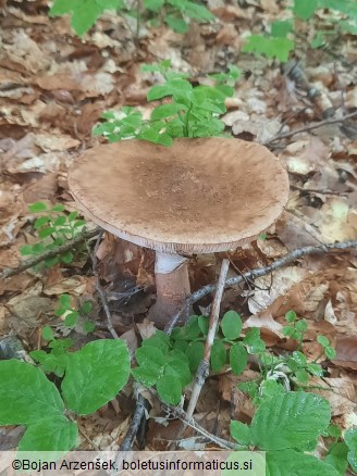 Amanita rubescens