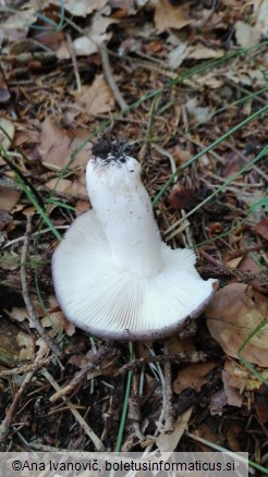 Russula cyanoxantha