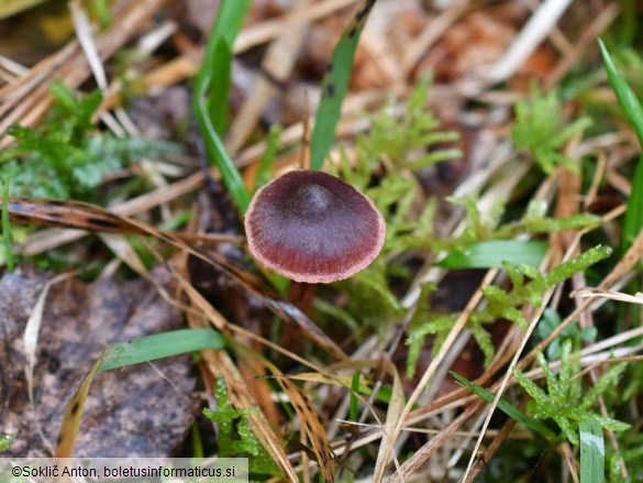 Cortinarius anthracinus