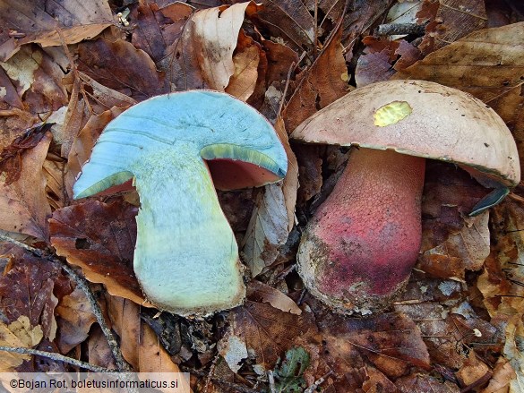 Rubroboletus rubrosanguineus