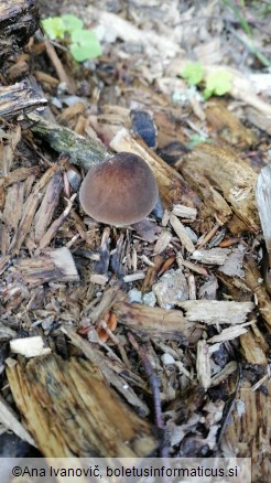 Pluteus cervinus