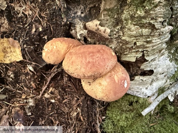 Tapinella atrotomentosa