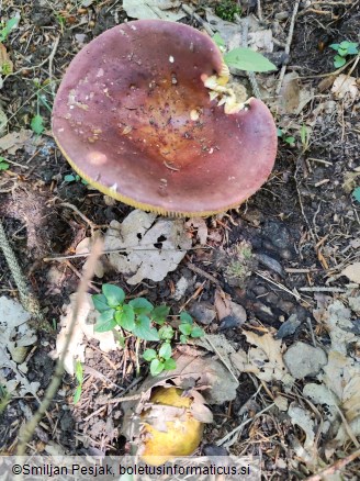 Russula olivacea
