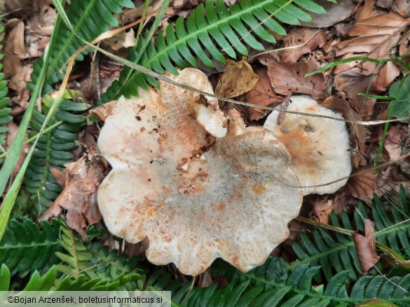 Russula virescens