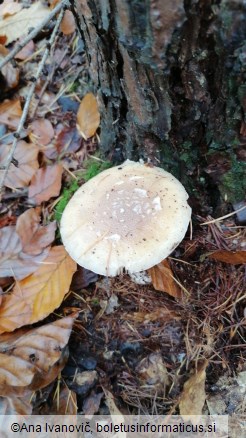 Amanita gemmata