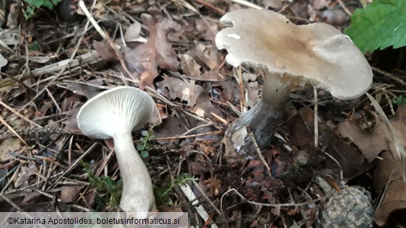 Ampulloclitocybe clavipes