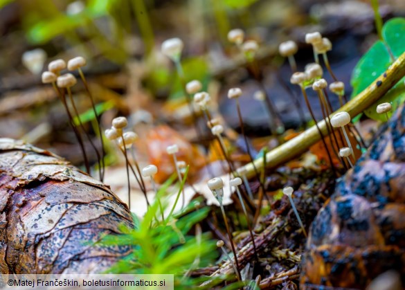 Marasmius wettsteinii