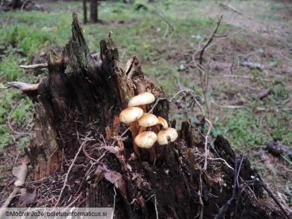 Pholiota flavida