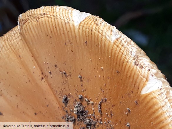 Amanita crocea