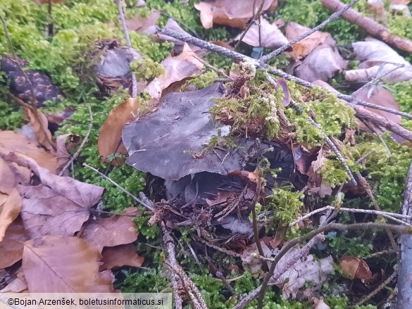 Hygrophorus marzuolus