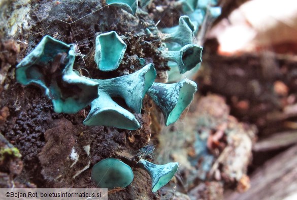 Chlorociboria aeruginascens