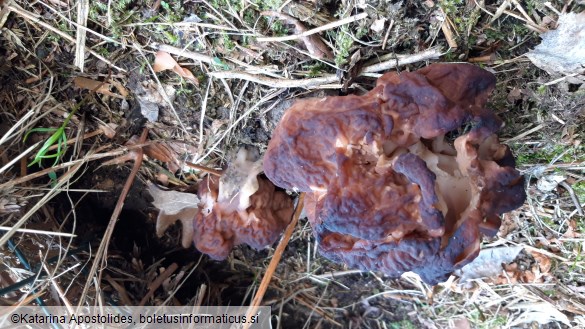 Gyromitra esculenta