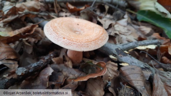 Lactarius deterrimus