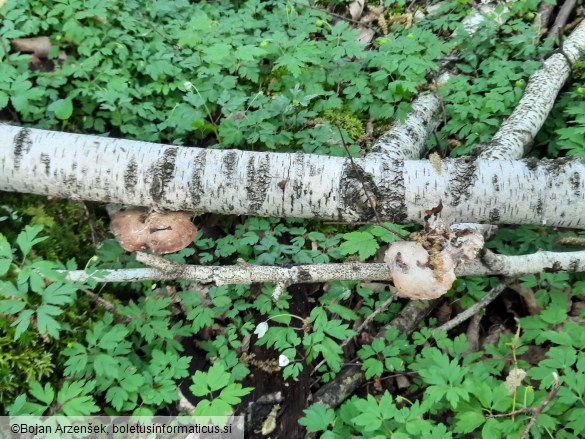 Fomitopsis betulina