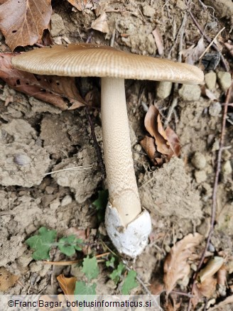 Amanita fulva