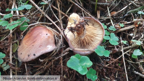 Cortinarius odorifer