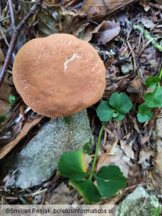 Xerocomellus armeniacus