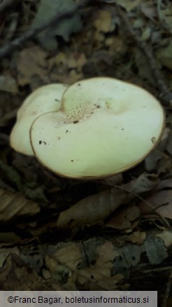 Suillus placidus