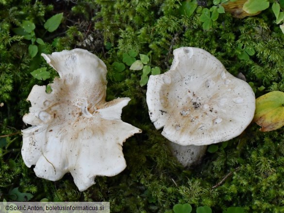 Aspropaxillus candidus