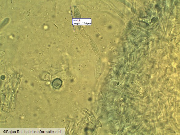 Hypomyces lateritius