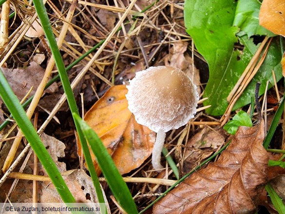 Psathyrella fibrillosa