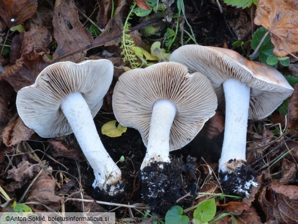 Hebeloma sinapizans